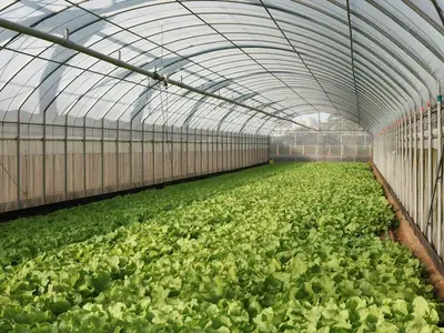 Jardinier en train de poser une bande de glu verte sur le tronc d'un jeune pommier à côté de son tuteur.