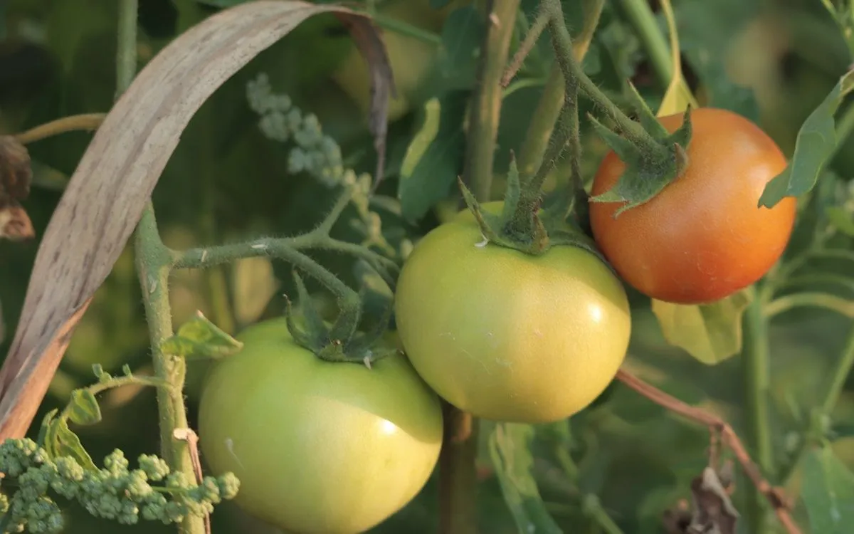 Comparaison côte à côte d'un plant de tomate soutenu par un tuteur spirale et un autre par une cage à tomate dans un potager ensoleillé.