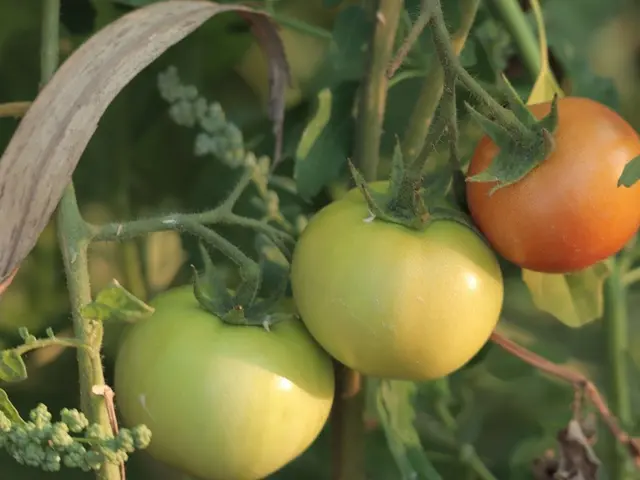Comparaison côte à côte d'un plant de tomate soutenu par un tuteur spirale et un autre par une cage à tomate dans un potager ensoleillé.
