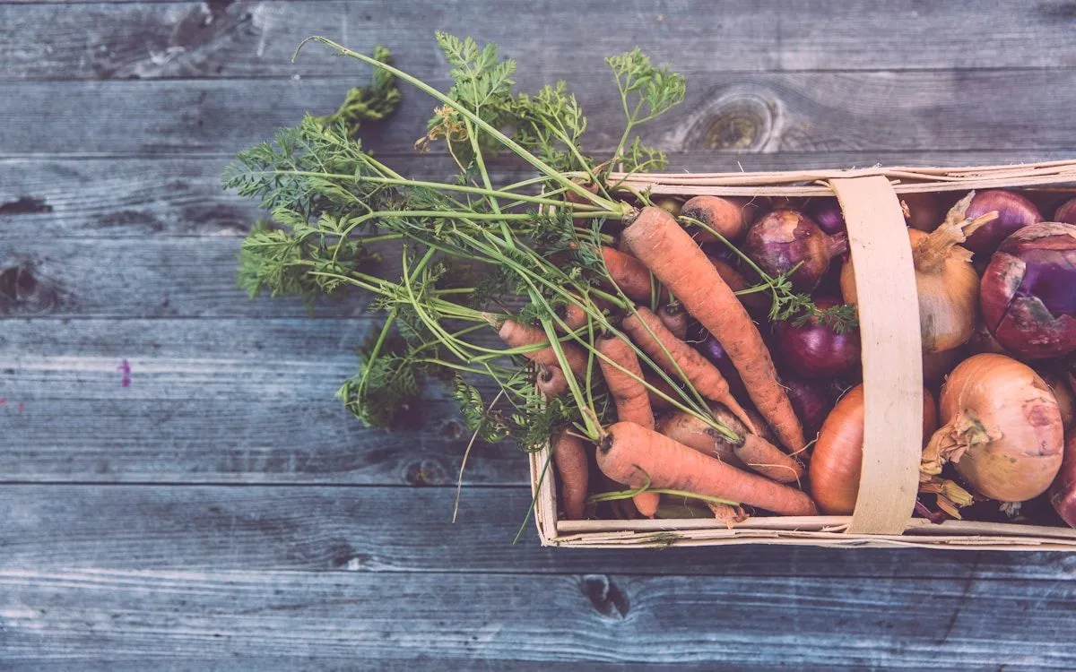 Un jardinier utilisant son smartphone pour prendre en photo une jeune pousse de salade dans son potager ensoleillé.