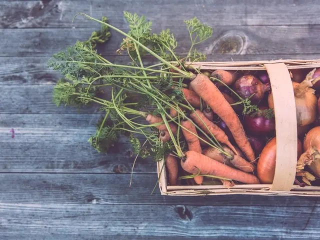 Un jardinier utilisant son smartphone pour prendre en photo une jeune pousse de salade dans son potager ensoleillé.