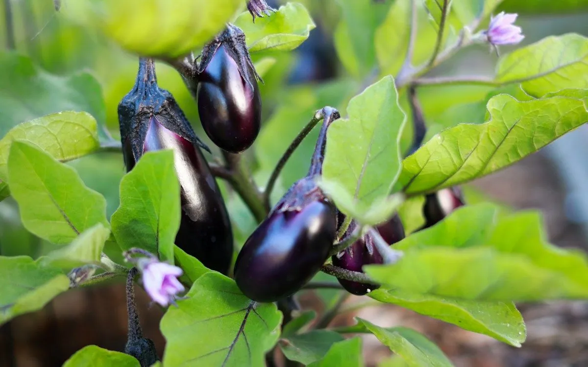 Main d'un jardinier testant la maturité d'un coing jaune sur l'arbre, avec des kiwis en arrière-plan.