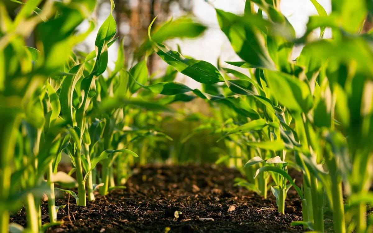 Un filet anti-insectes blanc tendu sur des arceaux protégeant une jeune rangée de poireaux dans un potager ensoleillé.