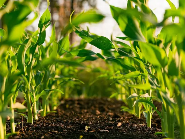 Un filet anti-insectes blanc tendu sur des arceaux protégeant une jeune rangée de poireaux dans un potager ensoleillé.