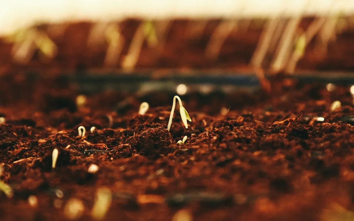Semis de laitues d'hiver et de cressonnette dans un potager en automne, avec des feuilles mortes colorées au sol.