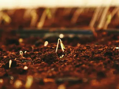 Semis de laitues d'hiver et de cressonnette dans un potager en automne, avec des feuilles mortes colorées au sol.