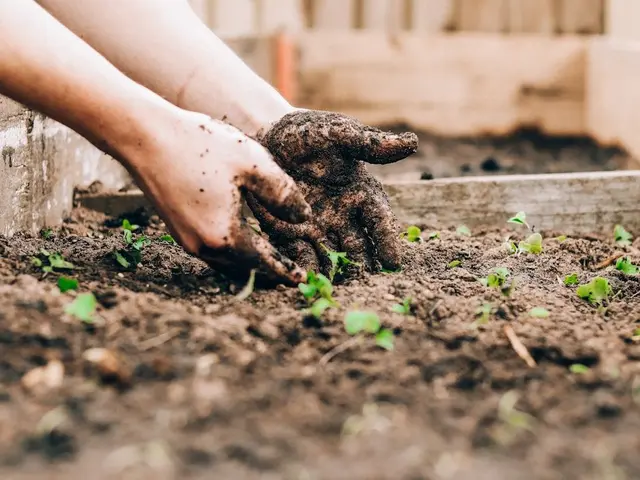 Main d'un jardinier enroulant une bande de carton ondulé autour du tronc d'un pommier pour piéger le carpocapse.