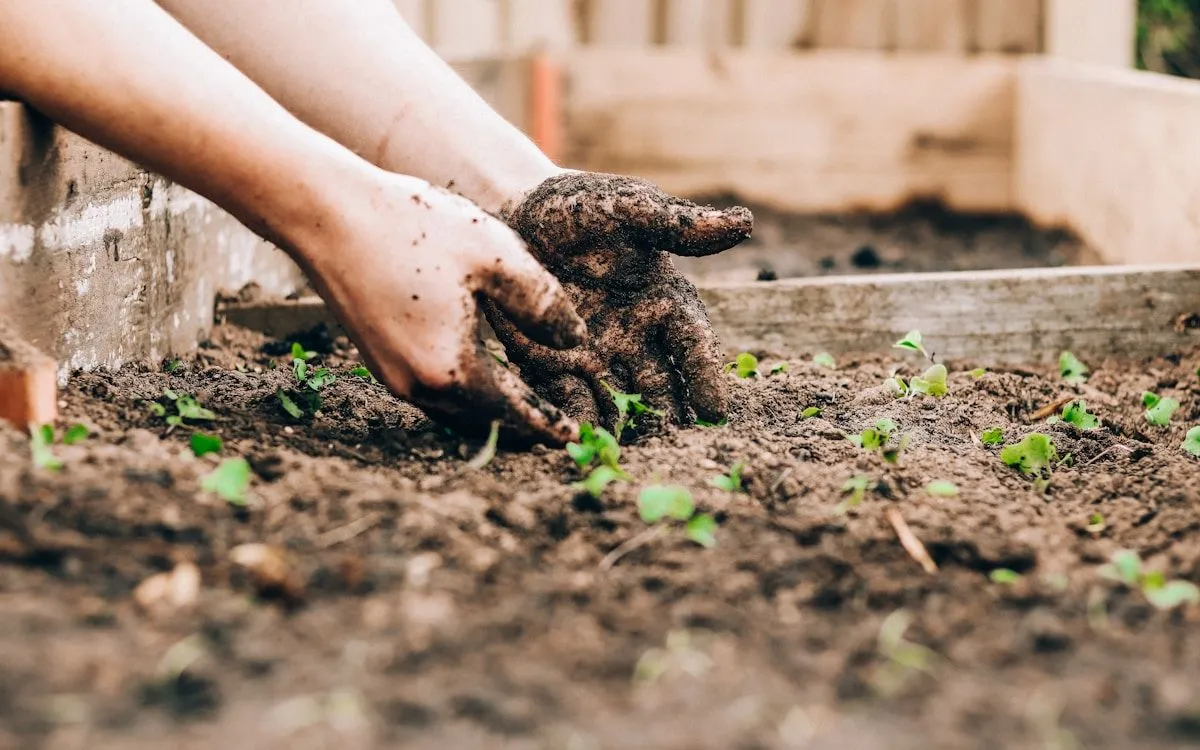 Main d'un jardinier enroulant une bande de carton ondulé autour du tronc d'un pommier pour piéger le carpocapse.