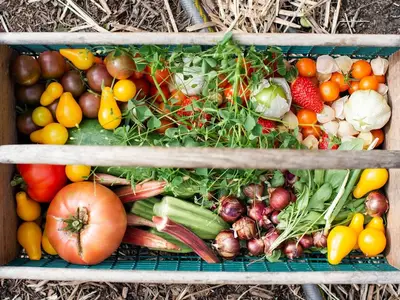 Un jardinier examinant son carnet de notes dans son potager en automne, avec des légumes récoltés à côté.