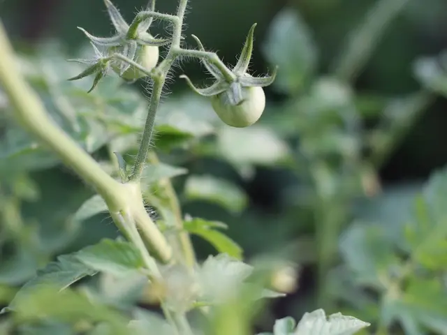 Gros plan sur une tomate rouge atteinte de la nécrose apicale, aussi appelée cul noir, avec une tache noire et sèche à son extrémité.