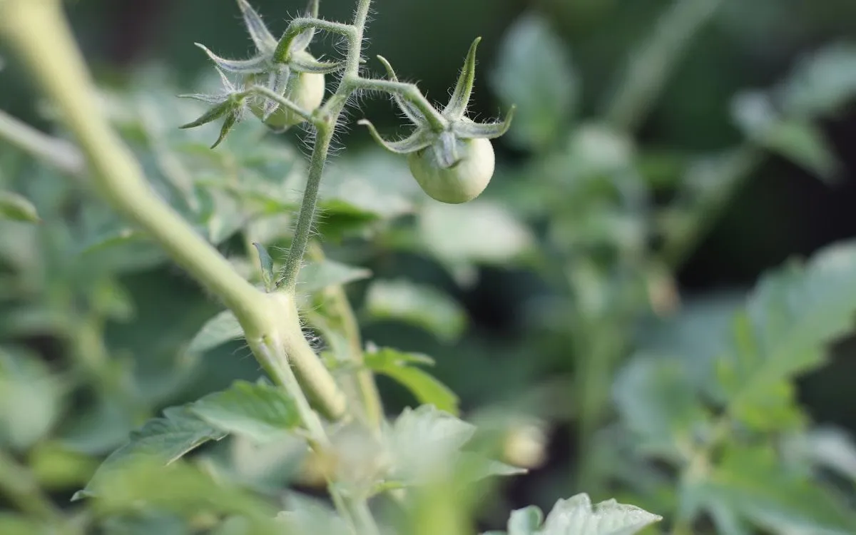 Gros plan sur une tomate rouge atteinte de la nécrose apicale, aussi appelée cul noir, avec une tache noire et sèche à son extrémité.