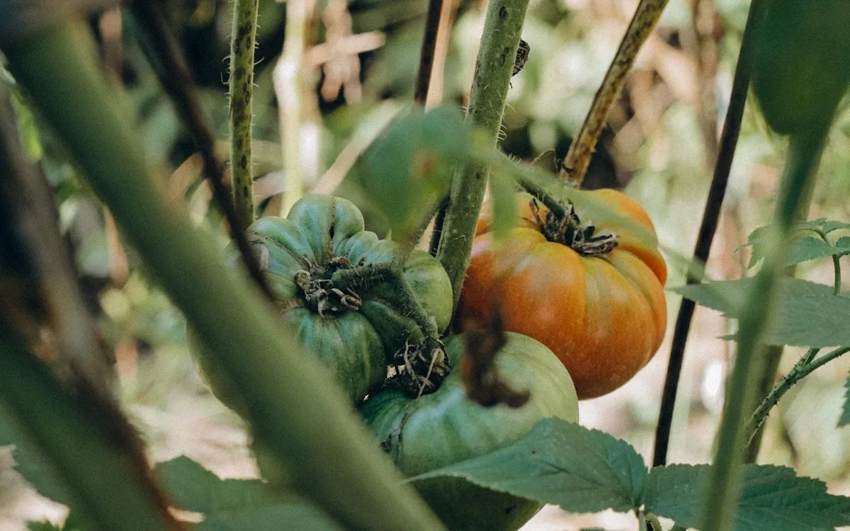 Gros plan sur une feuille de pomme de terre montrant les premières taches brunes caractéristiques du mildiou, avec un duvet blanc visible au revers.