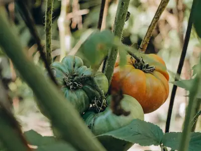 Gros plan sur une feuille de pomme de terre montrant les premières taches brunes caractéristiques du mildiou, avec un duvet blanc visible au revers.