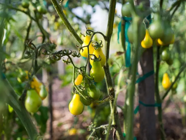 Gros plan sur une feuille de tomate montrant les premiers symptômes du mildiou : une tache huileuse vert-brun.