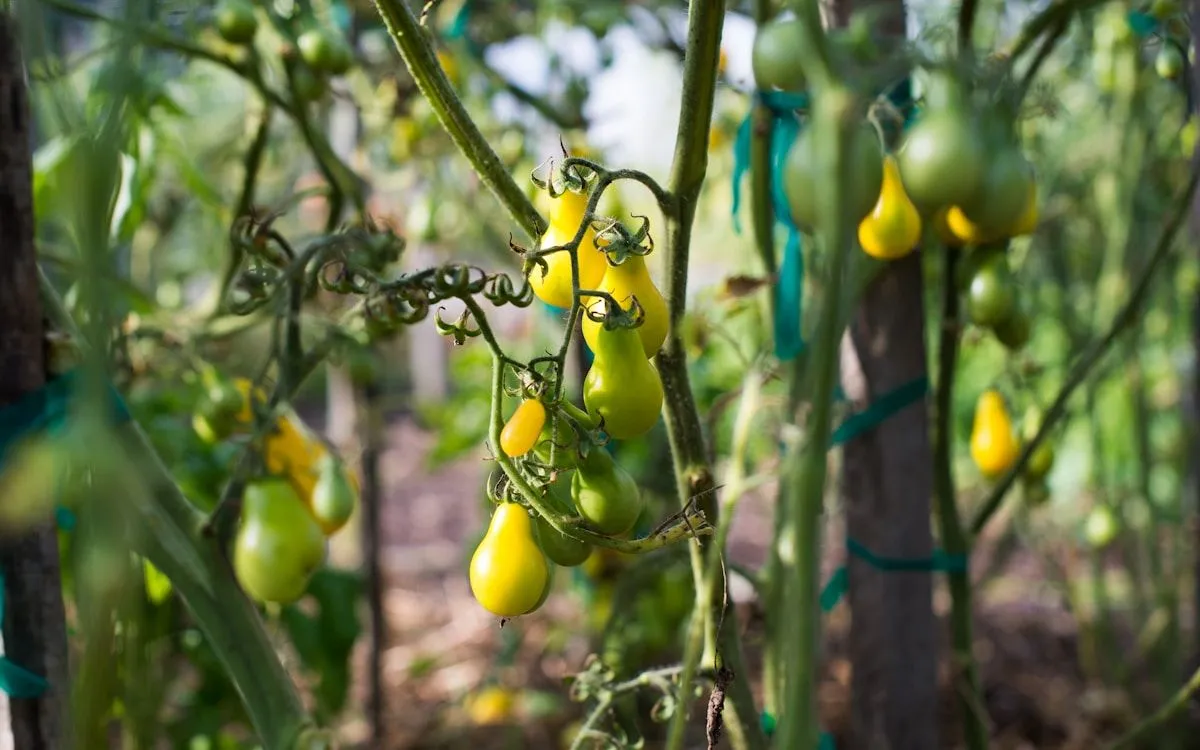 Gros plan sur une feuille de tomate montrant les premiers symptômes du mildiou : une tache huileuse vert-brun.