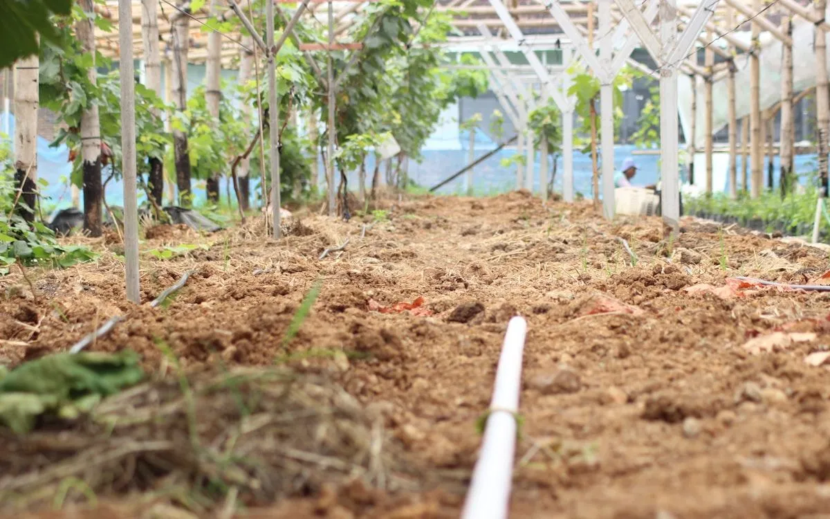 Système d'arrosage goutte-à-goutte en action au pied de plants de tomates bien paillés dans un potager en été.