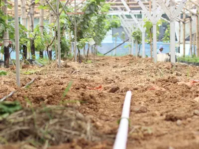 Système d'arrosage goutte-à-goutte en action au pied de plants de tomates bien paillés dans un potager en été.