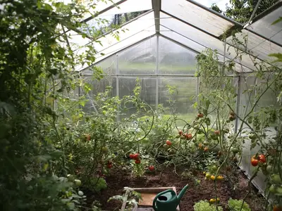 Filet anti-insectes blanc tendu sur des arceaux protégeant une rangée de jeunes poireaux dans un potager.