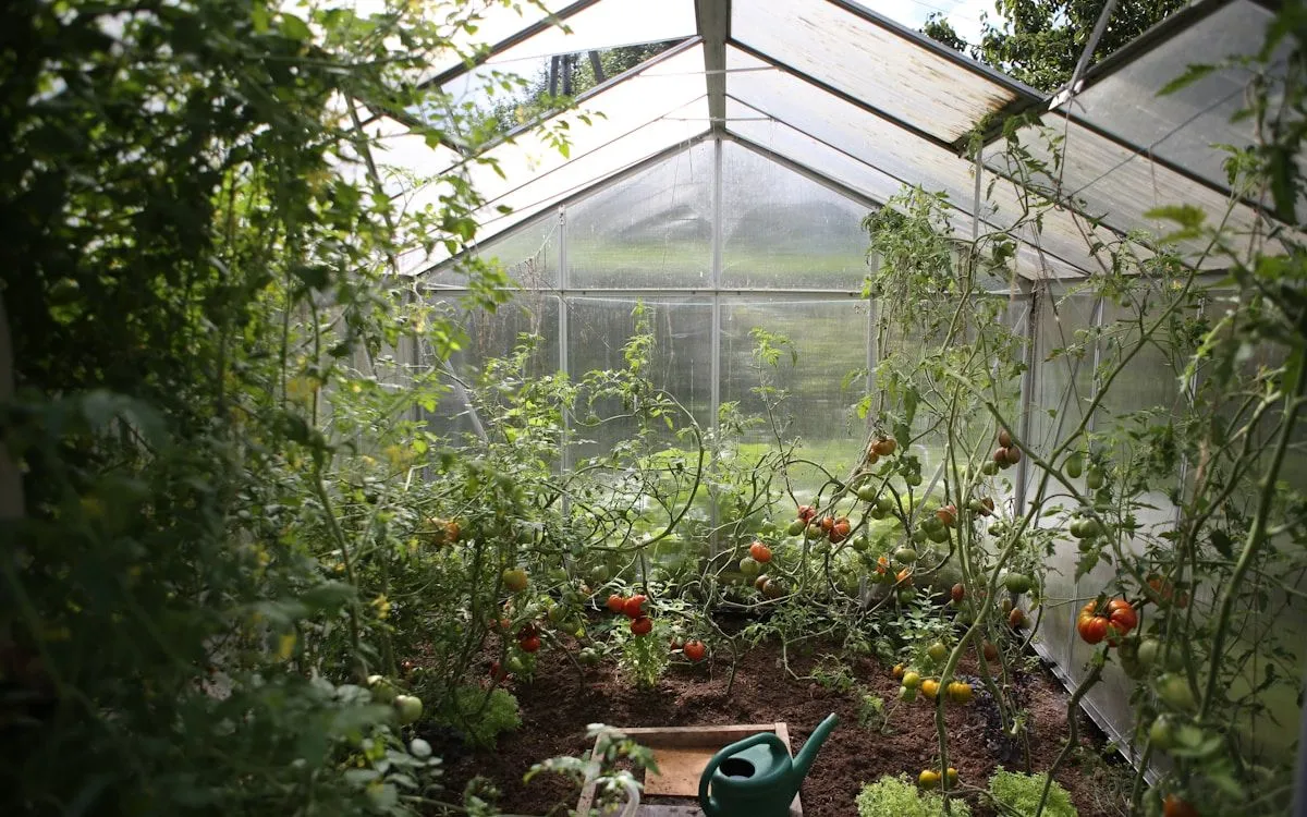 Filet anti-insectes blanc tendu sur des arceaux protégeant une rangée de jeunes poireaux dans un potager.