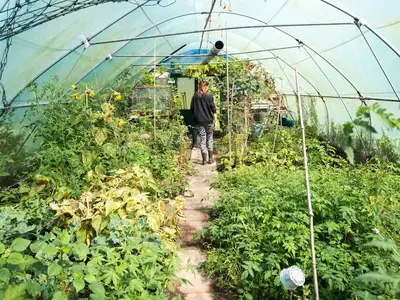 Gros plan sur une feuille de tomate infestée par des araignées rouges, avec un acarien prédateur orange vif en action.