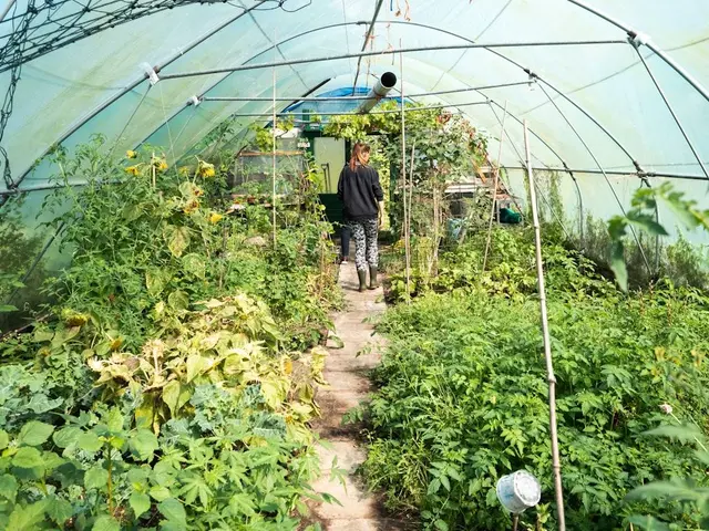 Gros plan sur une feuille de tomate infestée par des araignées rouges, avec un acarien prédateur orange vif en action.
