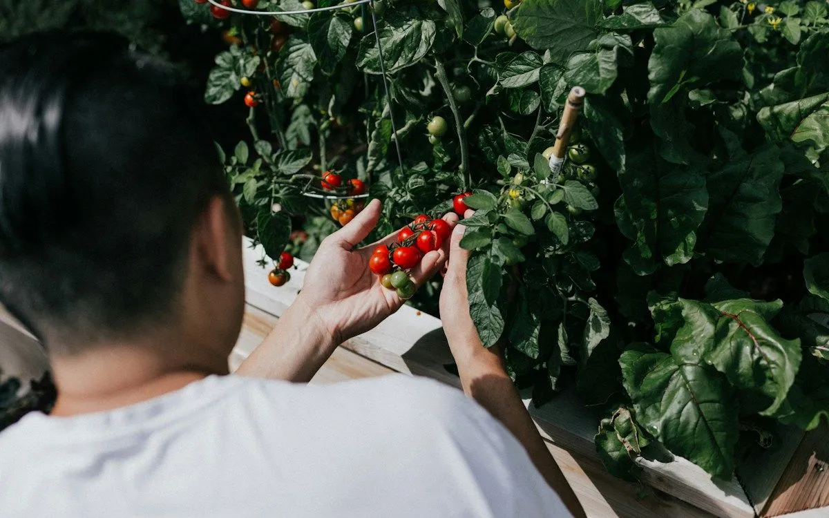 Un potager en automne couvert d'une fine couche de gelée blanche, avec des choux kale et des poireaux qui résistent au froid.