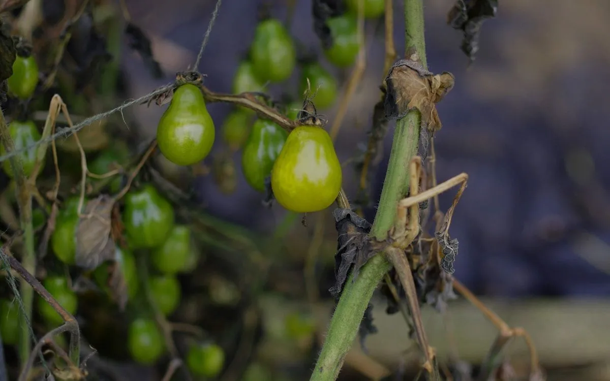 Une punaise verte (Nezara viridula) sur une tomate rouge, avec des fleurs de tagètes en arrière-plan symbolisant la protection par les plantes.