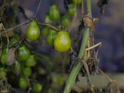 Une punaise verte (Nezara viridula) sur une tomate rouge, avec des fleurs de tagètes en arrière-plan symbolisant la protection par les plantes.