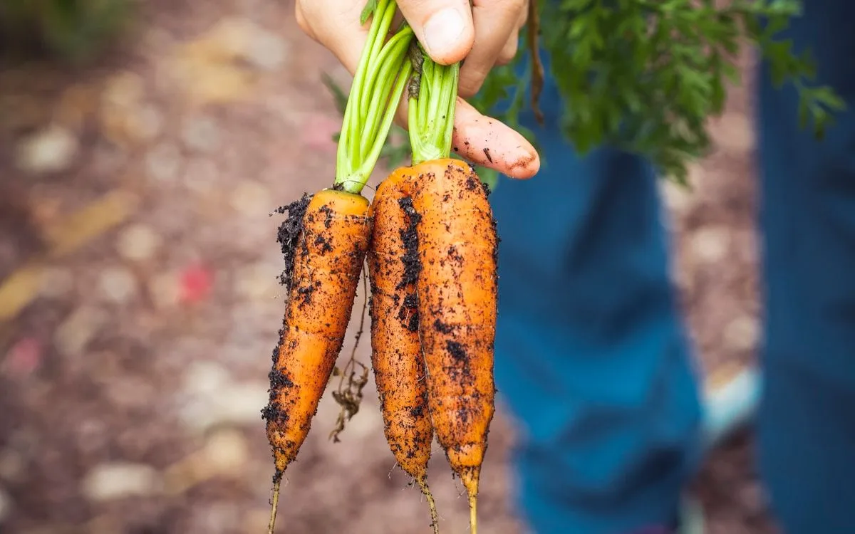 Jeunes plants potagers sous un voile de protection un matin de printemps frais