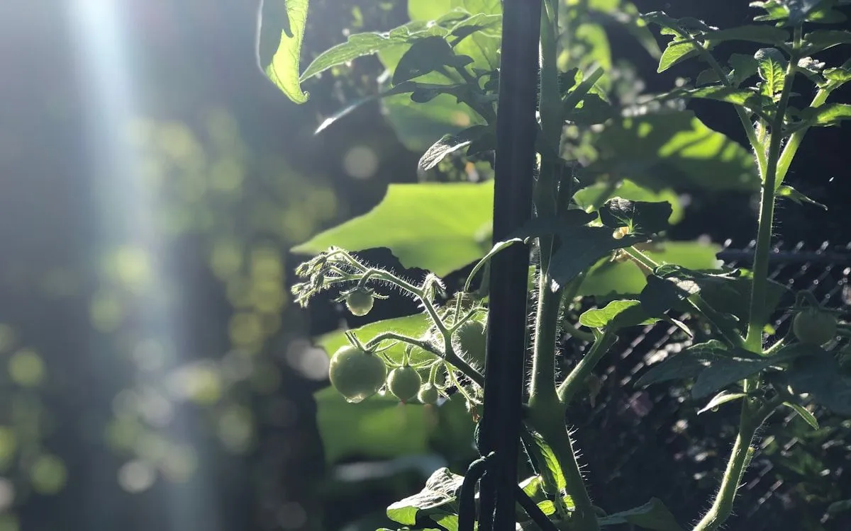 Un jardinier plantant un jeune plant de tomate dans la terre riche d'un potager ensoleillé en mai.