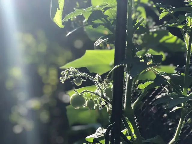 Un jardinier plantant un jeune plant de tomate dans la terre riche d'un potager ensoleillé en mai.
