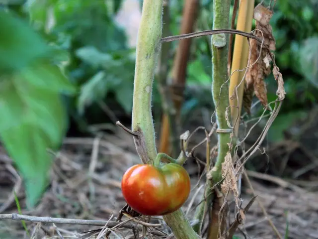 Jardinier inspectant les feuilles d'un pied de tomate à la recherche de symptômes de maladie.