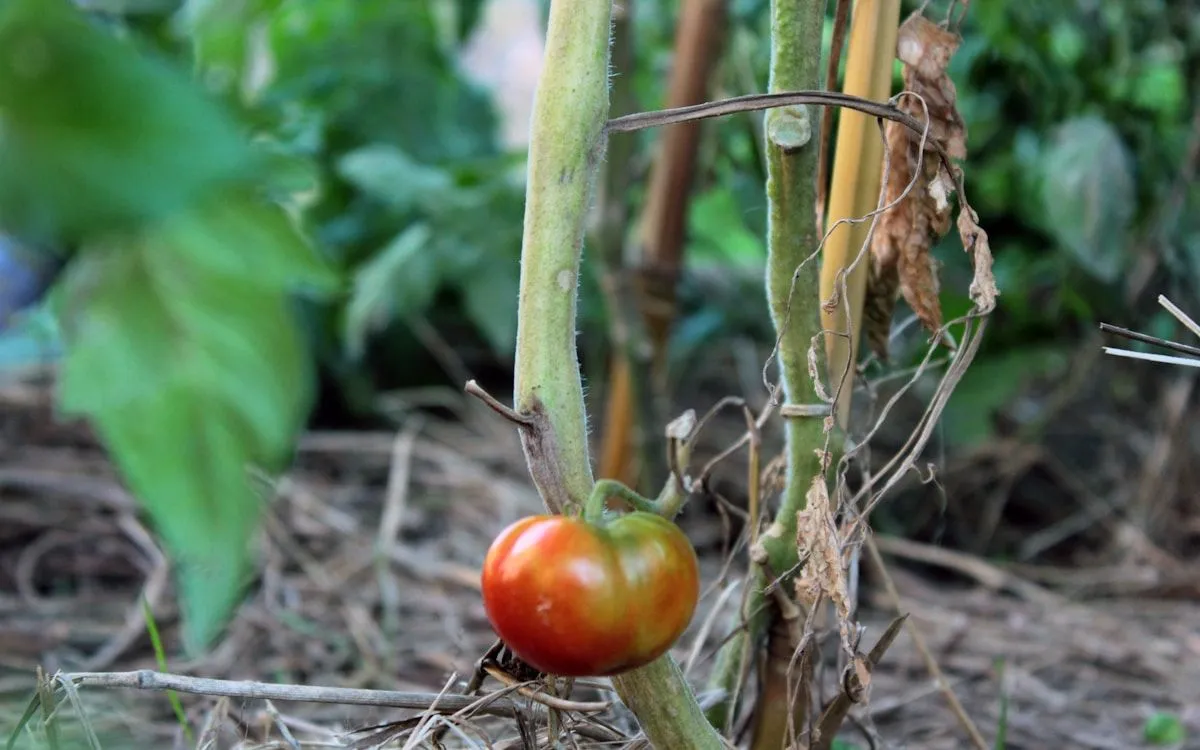 Jardinier inspectant les feuilles d'un pied de tomate à la recherche de symptômes de maladie.