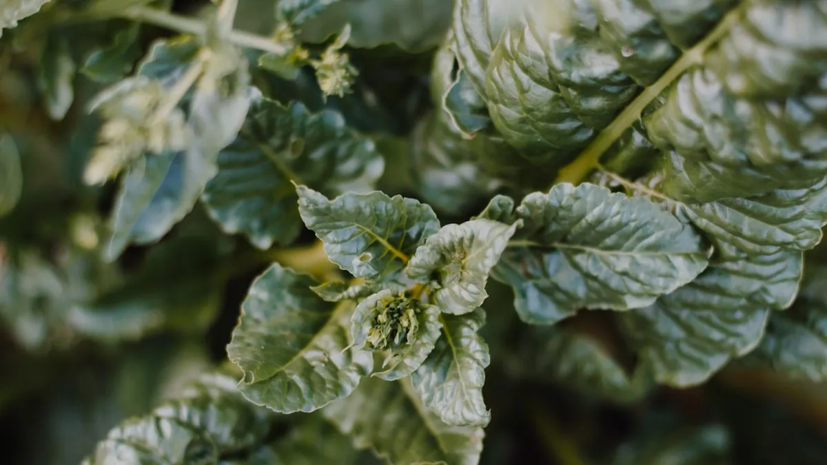 Photo mildiou feuille tomate : taches brunes huileuses et duvet blanc-gris au revers — symptôme du mildiou Phytophthora infestans