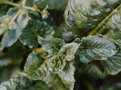 Mildiou tomate : comment le reconnaître en 10 secondes (guide photo)