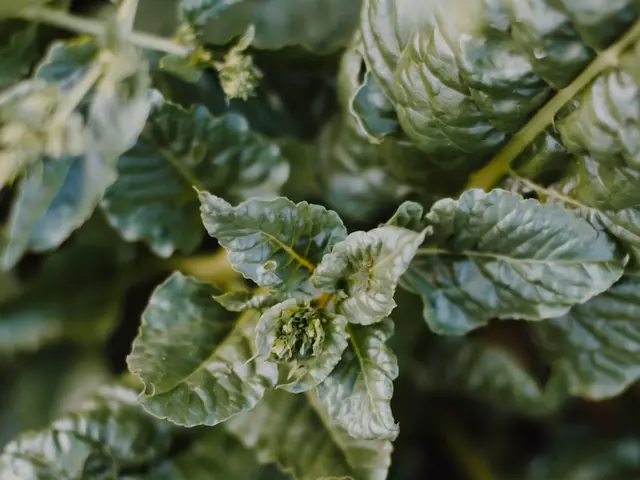 Photo mildiou feuille tomate : taches brunes huileuses et duvet blanc-gris au revers — symptôme du mildiou Phytophthora infestans