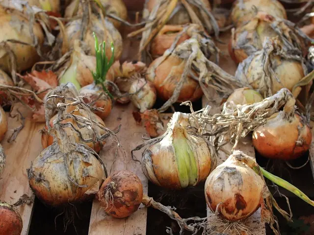 Un potager luxuriant en été avec des légumes prêts à être récoltés sous un soleil radieux.