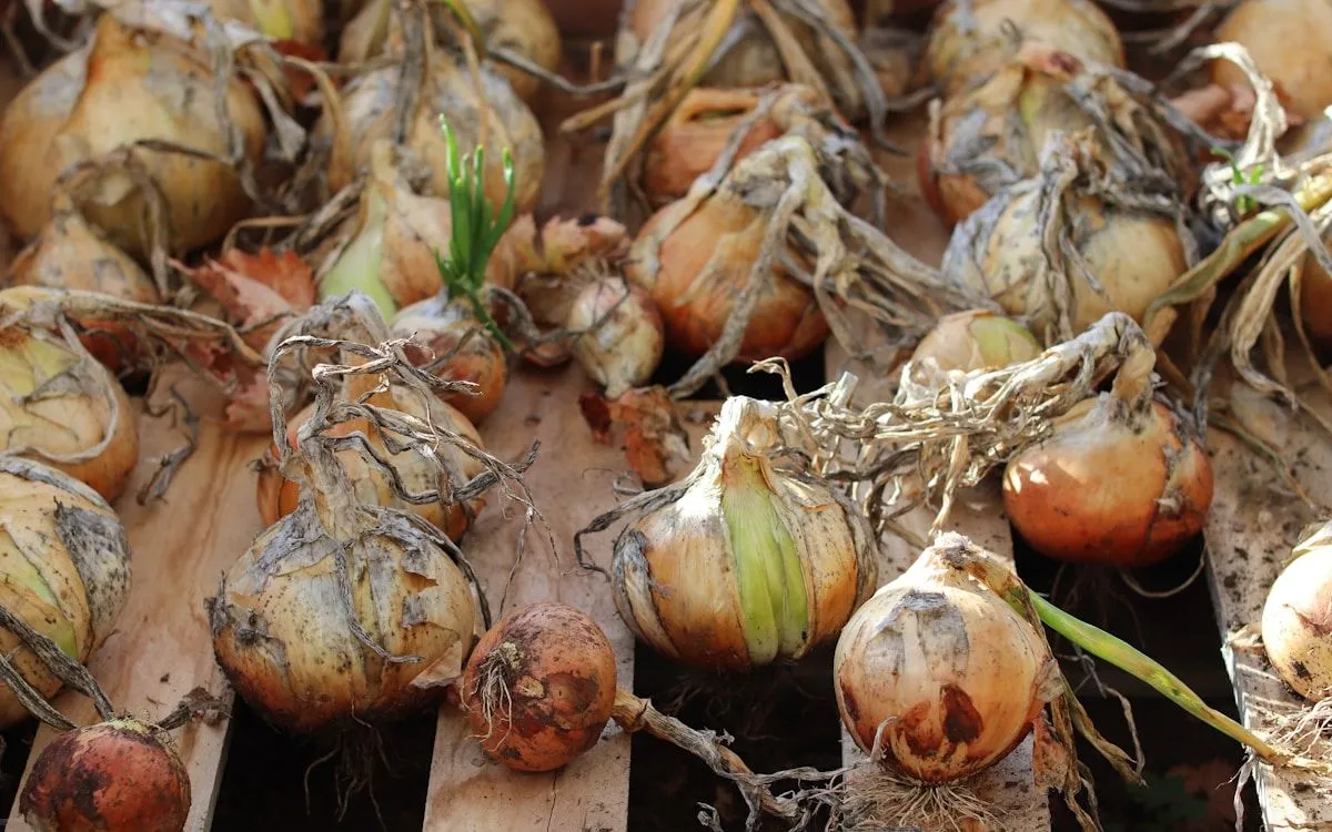 Un potager luxuriant en été avec des légumes prêts à être récoltés sous un soleil radieux.