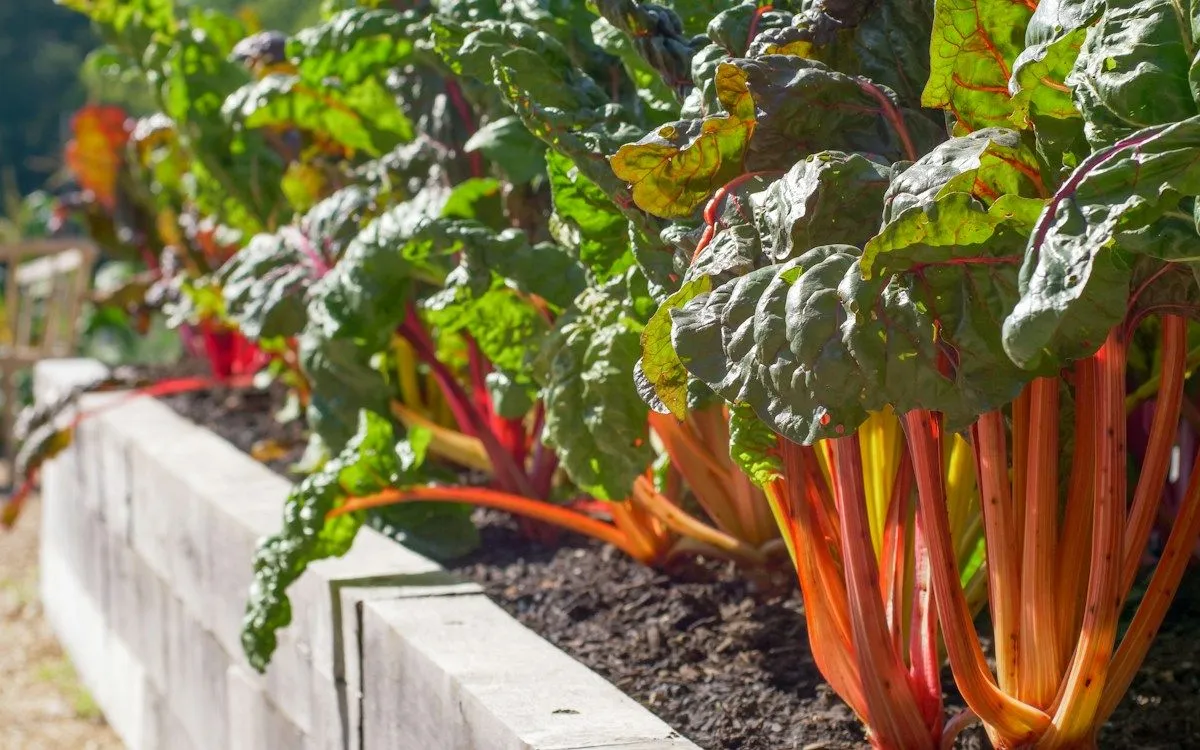 Vue en coupe d'une butte de potager en lasagnes montrant l'alternance des couches de matières brunes comme les feuilles mortes et vertes comme la tonte de gazon.