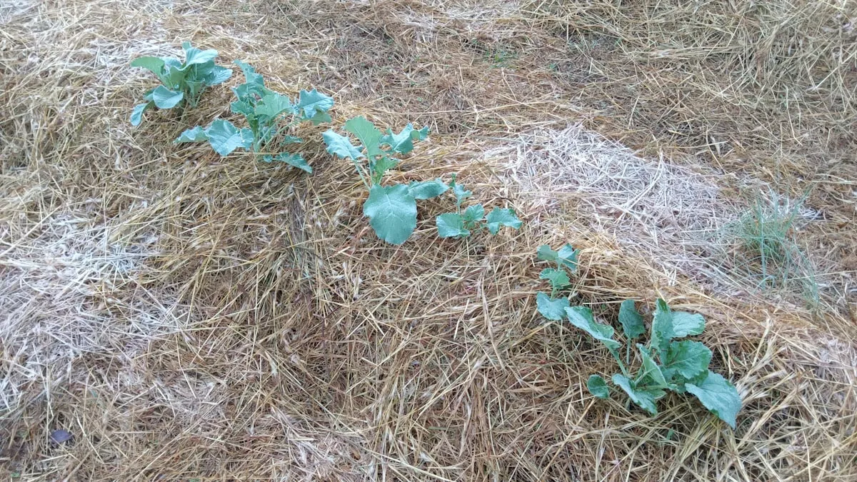 Paillage potager : paille VS BRF, lequel choisir en 2026 ?