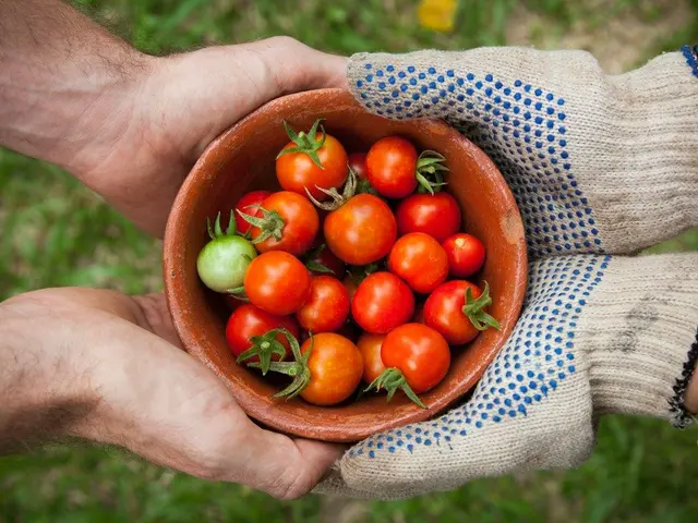 Gros plan sur des pustules de rouille orange sur une feuille d'ail dans un potager, examinée par un jardinier.