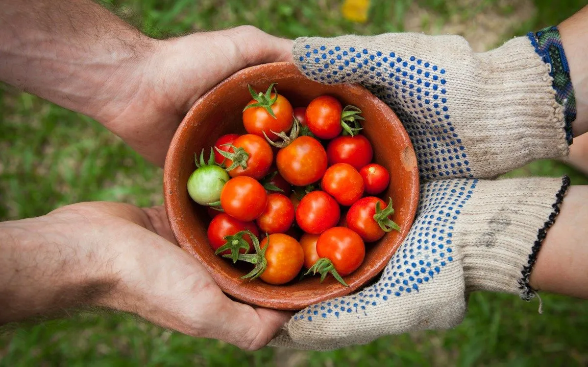Gros plan sur des pustules de rouille orange sur une feuille d'ail dans un potager, examinée par un jardinier.