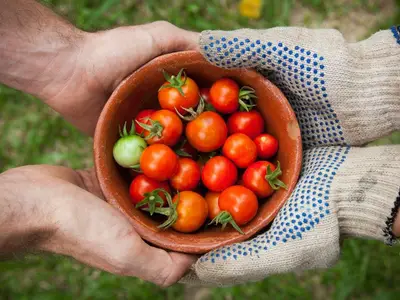Gros plan sur des pustules de rouille orange sur une feuille d'ail dans un potager, examinée par un jardinier.
