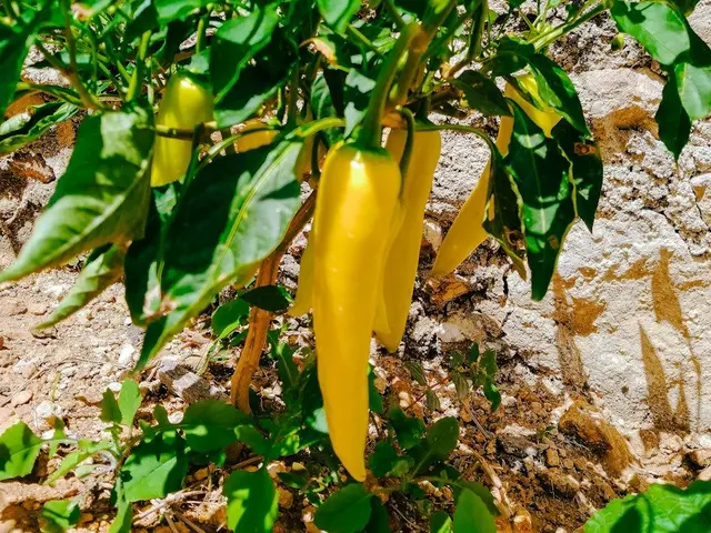 Guirlande de piments rouges vifs séchant à l'air libre, suspendue à une poutre en bois rustique dans une cuisine.