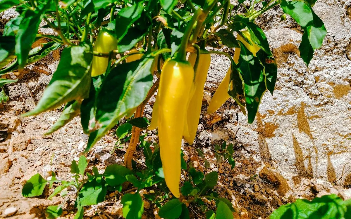 Guirlande de piments rouges vifs séchant à l'air libre, suspendue à une poutre en bois rustique dans une cuisine.