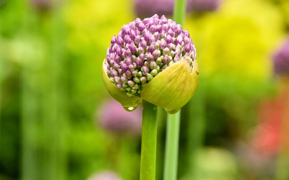 Gros plan sur des caïeux d'ail blanc et d'ail violet prêts à être plantés dans la terre d'un potager en automne.