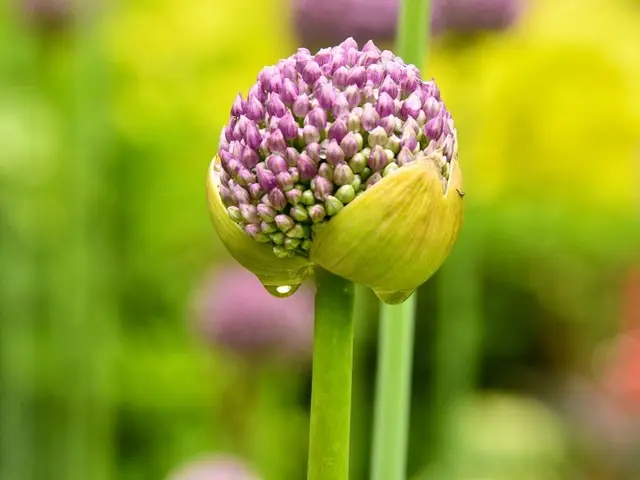 Main d'un jardinier plantant un caïeu d'ail dans une terre de potager bien préparée en automne.