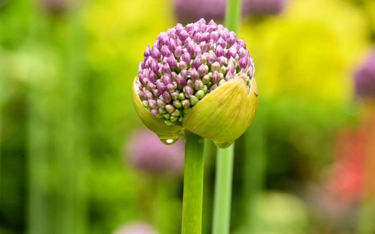 Main d'un jardinier plantant un caïeu d'ail dans une terre de potager bien préparée en automne.