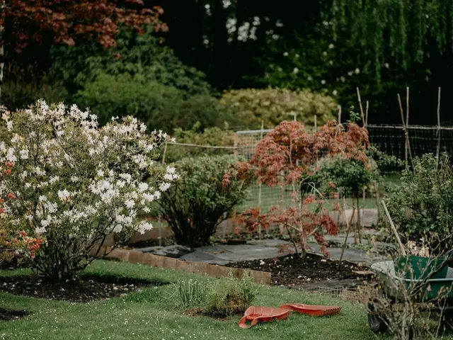 Jardinier trempant les racines nues d'un jeune pommier dans un seau rempli d'un pralin argileux avant la plantation.