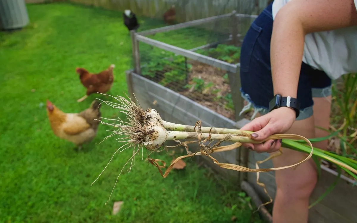 Jeune plant de courgette vigoureux en pleine terre, montrant un espacement adéquat avec d'autres légumes du potager.